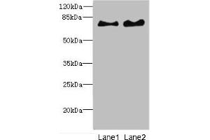 Western blot All lanes: INTS10 antibody at 4. (INTS1 anticorps  (AA 451-710))
