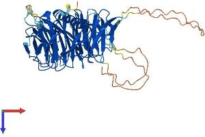 AlphaFold protein structure predicition of Human Recombinant WDR41 Protein, UniprotID Q9HAD4