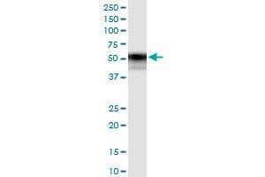 Immunoprecipitation of TNFRSF11B transfected lysate using anti-TNFRSF11B MaxPab rabbit polyclonal antibody and Protein A Magnetic Bead , and immunoblotted with TNFRSF11B purified MaxPab mouse polyclonal antibody (B02P) .