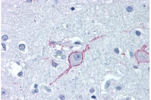 Anti-GALR3 antibody  ABIN1048646 IHC staining of human brain, cortex. (GALR3 anticorps  (Extracellular Domain))