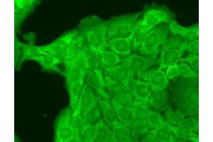 Immunocytochemistry/Immunofluorescence analysis using Mouse Anti-Nav1.