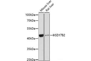 Western blot analysis of extracts of various cell lines using HSD17B2 Polyclonal Antibody at dilution of 1:1000. (HSD17B2 anticorps)