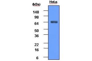 Western blot analysis: HeLa cell lysate (30ug) was resolved by SDS-PAGE, transferred to PVDF membrane and probed with anti-human Hsp70 (1:1000). (HSP70 anticorps)