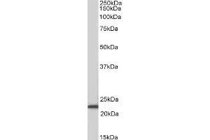 ABIN571290 (0. (ASCL3 anticorps  (Internal Region))