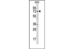 Western blot analysis of KCND1 Antibody (N-term) in 293 cell line lysates (35ug/lane). (KCND1 anticorps  (N-Term))