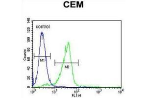 C11orf74 Antibody (C-term) flow cytometric analysis of CEM cells (right histogram) compared to a negative control cell (left histogram). (C11ORF74 anticorps  (C-Term))