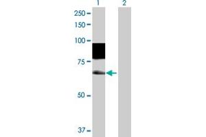Western Blot analysis of SSH3 expression in transfected 293T cell line by SSH3 MaxPab polyclonal antibody.