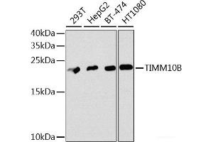 Western blot analysis of extracts of various cell lines using TIMM10B Polyclonal Antibody at dilution of 1:1000.