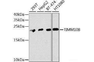 Western blot analysis of extracts of various cell lines using TIMM10B Polyclonal Antibody at dilution of 1:1000. (TIMM10B anticorps)