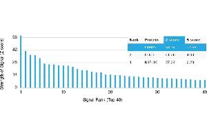 Protein Array (PAr) image for anti-Lysosomal-Associated Membrane Protein Family, Member 5 (LAMP5) antibody (ABIN7456234)