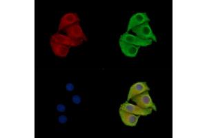ABIN7096770 and ABIN7100836 staining Hela cells by IF/ICC. (ADAM22 anticorps)