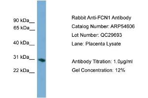 WB Suggested Anti-FCN1  Antibody Titration: 0.