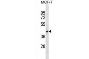 Western Blotting (WB) image for anti-HAUS Augmin-Like Complex, Subunit 7 (HAUS7) antibody (ABIN2999609) (HAUS7 anticorps)