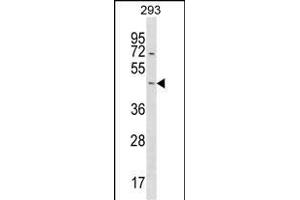STARD7 Antibody (N-term) (ABIN1539392 and ABIN2850091) western blot analysis in 293 cell line lysates (35 μg/lane). (STARD7 anticorps  (N-Term))