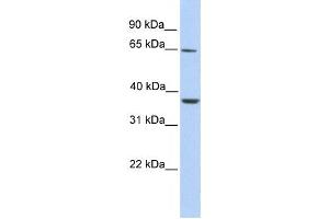 Western Blotting (WB) image for anti-Zinc Finger Protein 677 (ZNF677) antibody (ABIN2458466) (ZNF677 anticorps)