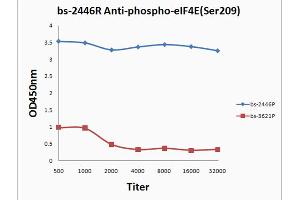 Antigen 0. (EIF4E anticorps  (pSer209))