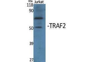 Western Blotting (WB) image for anti-TNF Receptor-Associated Factor 2 (TRAF2) (Internal Region) antibody (ABIN3187320) (TRAF2 anticorps  (Internal Region))