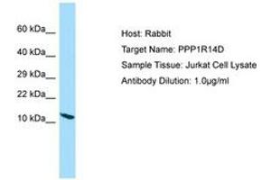 Image no. 1 for anti-Protein Phosphatase 1, Regulatory (Inhibitor) Subunit 14D (PPP1R14D) (AA 9-58) antibody (ABIN6750132)