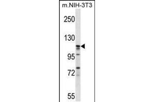 Western blot analysis in mouse NIH-3T3 cell line lysates (35ug/lane). (EIF3C anticorps  (AA 538-566))