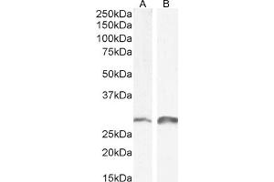 (ABIN185704) (0. (SNAIL anticorps  (N-Term))