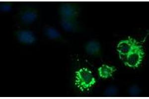 Image no. 2 for anti-Cytidine Monophosphate (UMP-CMP) Kinase 1, Cytosolic (CMPK1) antibody (ABIN1497541)