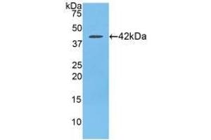 Western blot analysis of recombinant Rat SLC. (CCL21 anticorps  (AA 5-132))