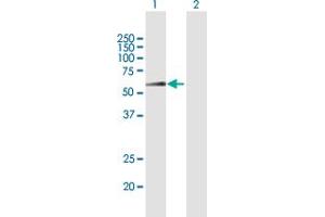 Western Blot analysis of SMARCE1 expression in transfected 293T cell line by SMARCE1 MaxPab polyclonal antibody.