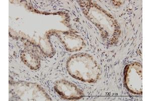 anti-Interferon Regulatory Factor 9 (IRF9) (AA 1-393) antibody