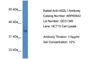 Western Blotting (WB) image for anti-Hydroxysteroid Dehydrogenase Like 1 (HSDL1) (N-Term) antibody (ABIN2788522) (HSDL1 anticorps  (N-Term))