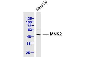 Mouse muscle lysates probed with MNK2 Polyclonal Antibody, Unconjugated  at 1:300 dilution and 4˚C overnight incubation. (MKNK2 anticorps  (AA 1-100))