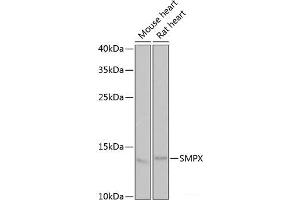 Western blot analysis of extracts of various cell lines using SMPX Polyclonal Antibody at dilution of 1:1000. (SMPX anticorps)