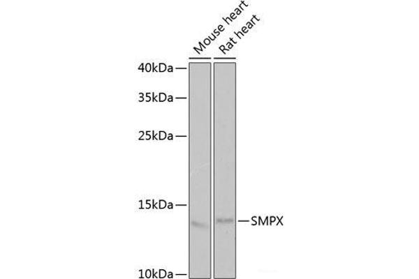 SMPX 抗体