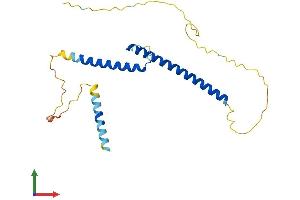 AlphaFold protein structure predicition of Human Recombinant MXI1 Protein, UniprotID P50539