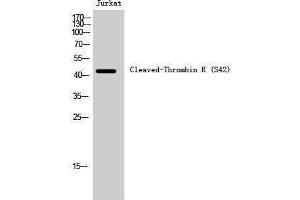 Western Blotting (WB) image for anti-Coagulation Factor II (thrombin) Receptor (F2R) (cleaved), (Ser42) antibody (ABIN6287744) (PAR1 anticorps  (cleaved, Ser42))