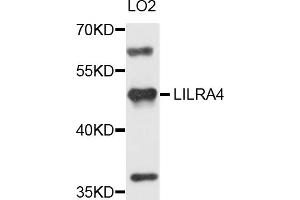 Western blot analysis of extracts of LO2 cells, using LILRA4 antibody (ABIN5971757) at 1/1000 dilution. (LILRA4 anticorps)
