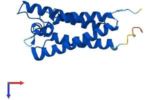 AlphaFold protein structure predicition of Human Recombinant VKORC1 Protein, UniprotID Q9BQB6