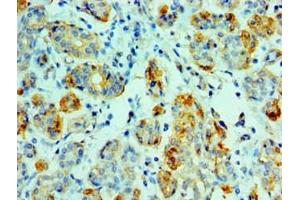 Immunohistochemistry of paraffin-embedded human salivary gland tissue using ABIN7143845 at dilution of 1:100 (AMY1A anticorps  (AA 16-200))