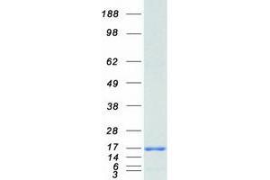 Validation with Western Blot