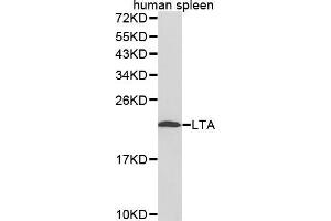 Western Blotting (WB) image for anti-Lymphotoxin-alpha (LTA) (AA 40-205) antibody (ABIN6218614) (LTA anticorps  (AA 40-205))