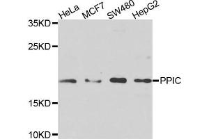 Western blot analysis of extracts of various cells, using PPIC antibody. (PPIC anticorps)