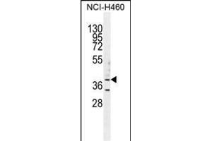 B3GALT5 Antibody (N-term) (ABIN655087 and ABIN2844721) western blot analysis in NCI- cell line lysates (35 μg/lane).