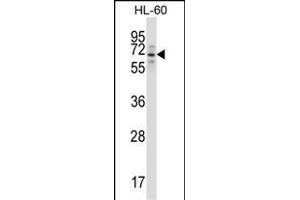 TRIM23 Antibody (N-term) (ABIN657564 and ABIN2846571) western blot analysis in HL-60 cell line lysates (35 μg/lane). (TRIM23 anticorps  (N-Term))