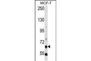 Western blot analysis in MCF-7 cell line lysates (35ug/lane). (PCK1 anticorps  (N-Term))