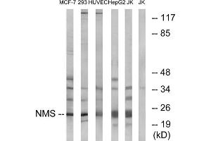 Western blot analysis of extracts from MCF-7 cells, 293 cells, HUVEC cells, HepG2 cells and Jurkat cells, using NMS antibody. (NMS anticorps  (C-Term))