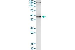 Immunoprecipitation of PNMA2 transfected lysate using anti-PNMA2 monoclonal antibody and Protein A Magnetic Bead , and immunoblotted with PNMA2 monoclonal antibody.