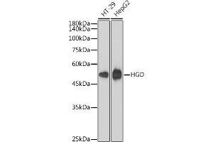Western blot analysis of extracts of various cell lines, using HGD antibody (ABIN1680529, ABIN7101432, ABIN7101433 and ABIN7101434) at 1:1000 dilution. (HGD anticorps)