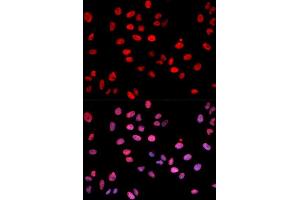 Immunofluorescence analysis of U2OS cell using Phospho-c-Jun-S243 antibody.
