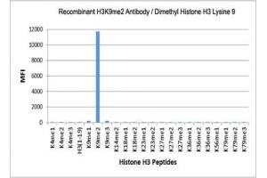 The recombinant H3K9me2 antibody specifically reacts to Histone H3 dimethylated at Lysine 9 (K9me2).