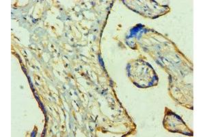 Immunohistochemistry of paraffin-embedded human placenta tissue using ABIN7166926 at dilution of 1:100 (TP53I3 anticorps  (AA 163-332))