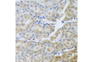 Immunohistochemistry of paraffin-embedded rat kidney using PER1 antibody (ABIN5974860) at dilution of 1/100 (40x lens). (PER1 anticorps)